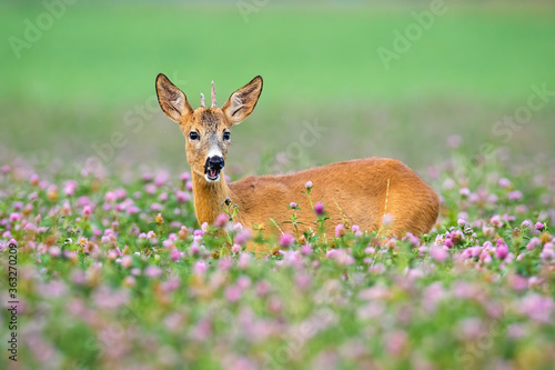 Young roe deer, capreolus capreolus, buck standing in clovers during the summer. Immature roebuck grazing in meadow with open mouth. Wild mammal watching in wildflowers with blurred background. © WildMedia