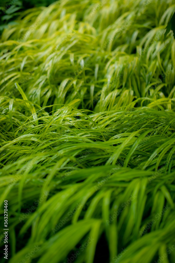 Fototapeta premium green plant background 
