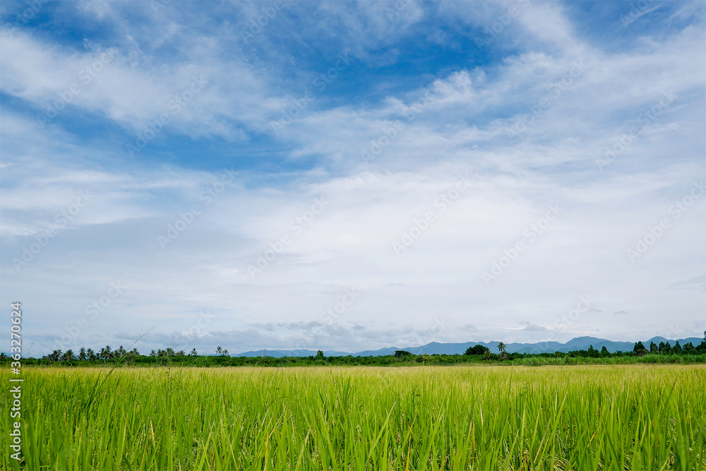 Fototapeta premium Bright sky background on green rice fields.