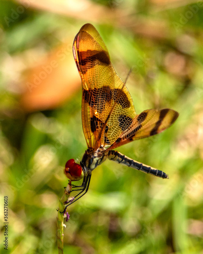 Фотография The Halloween Pennant Dragonfly (Celithemis eponina) floats in the air like a butterfly and its festive coloring makes it look like one too