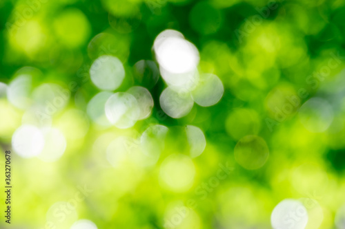 Bokeh, sunlight, trees and nature