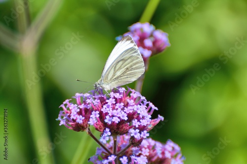Profile of Green veined white butterfly on purple verbena bonariensis © Kaboodle