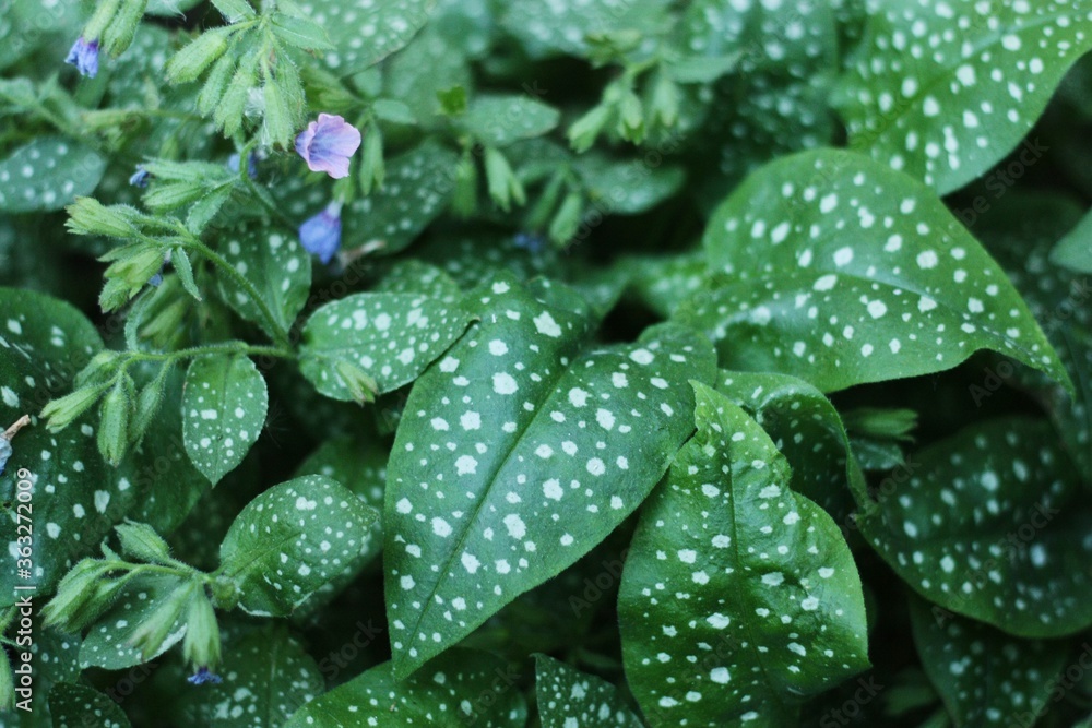 Fototapeta premium Beautiful green fern in the summer garden