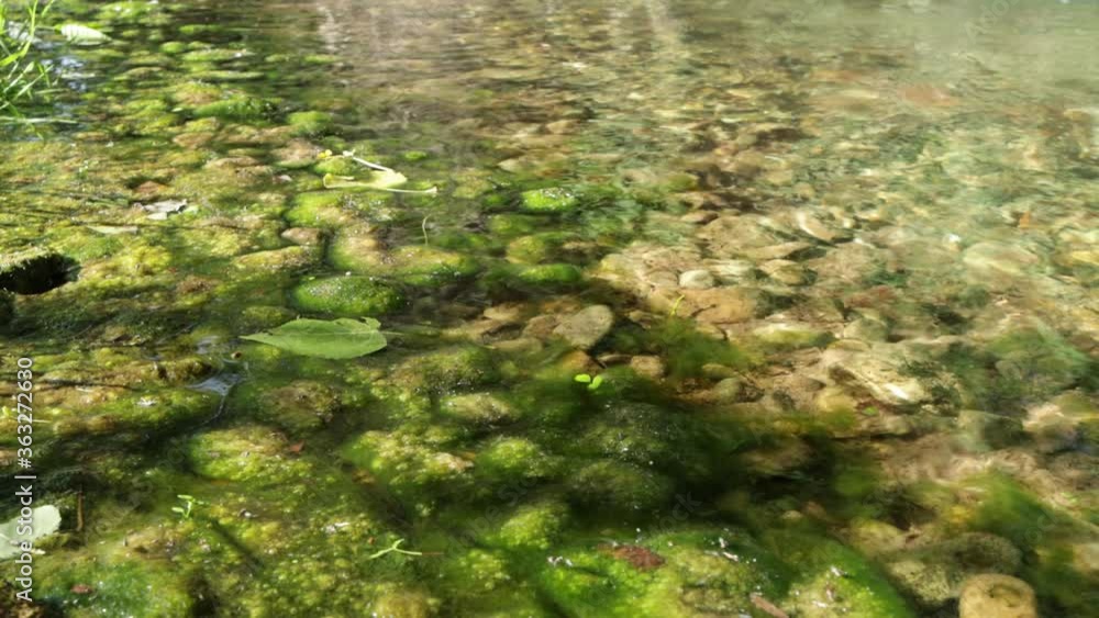 Green algae on the bank of the Guadalaviar river in Teruel, Spain. Green algae on the bank of the Guadalaviar river in Teruel, Spain.