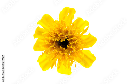 yellow Marigold on white background