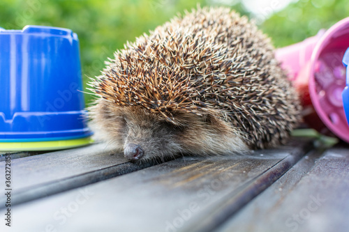 close-up, a hedgehog on a wooden table, among flower pots, against the background of a green forest.