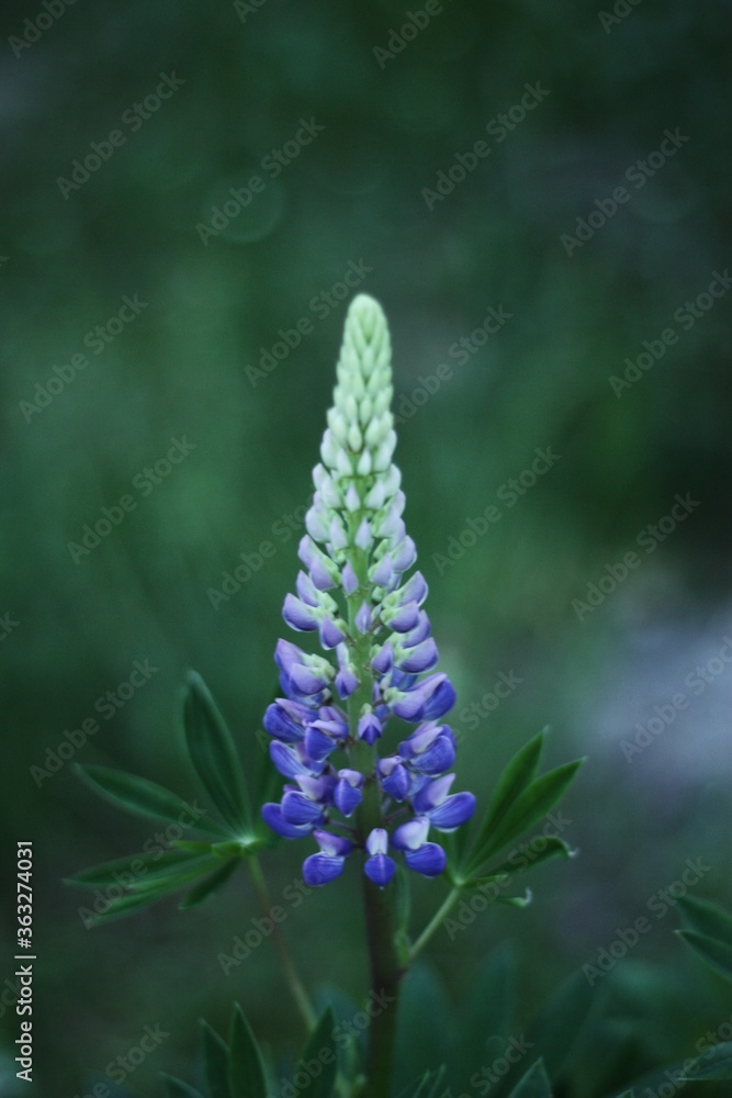 Obraz premium Beautiful Lupin flower in the summer garden