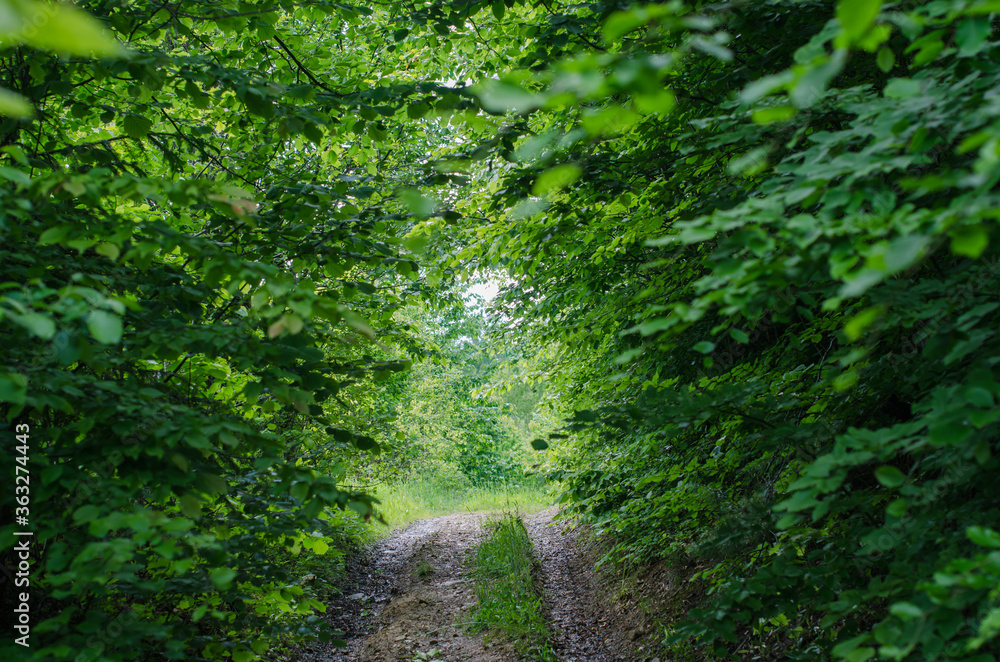 Fototapeta premium The forest road goes to the light
