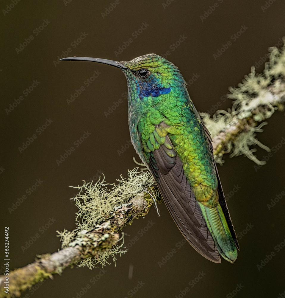 lesser violetear hummingbird