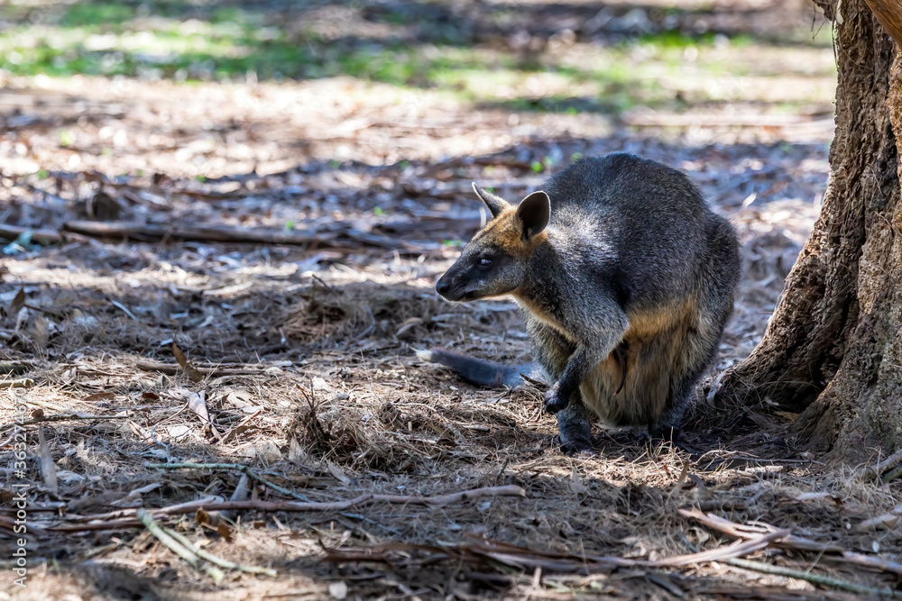 Little kangaroo - also called wallaby - in the wilderness of Victoria Australia during a sunny and hot day in summer. Little kangaroo - also called wallaby - in the wilderness of Victoria Australia during a sunny and hot day in summer.