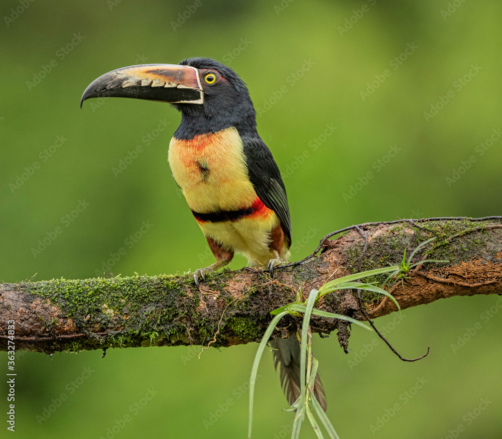 Fototapeta premium collared aracari