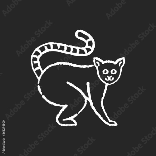 Ring tailed lemur chalk white icon on black background. Adorable exotic animal, tropical rainforest wildlife. Native Madagascar inhabitant. Cute lemur catta isolated vector chalkboard illustration