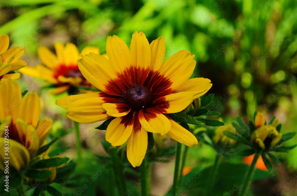 Yellow flowers of cone flower (rudbeckia) in a garden. The flowers come into bloom in summer. The language of the flower is justice. Yellow flowers of cone flower (rudbeckia) in a garden. The flowers come into bloom in summer. The language of the flower is justice.