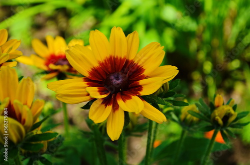 Yellow flowers of cone flower (rudbeckia) in a garden. The flowers come into bloom in summer. The language of the flower is justice.