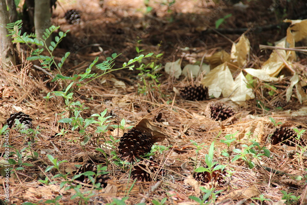 Obraz premium autumn