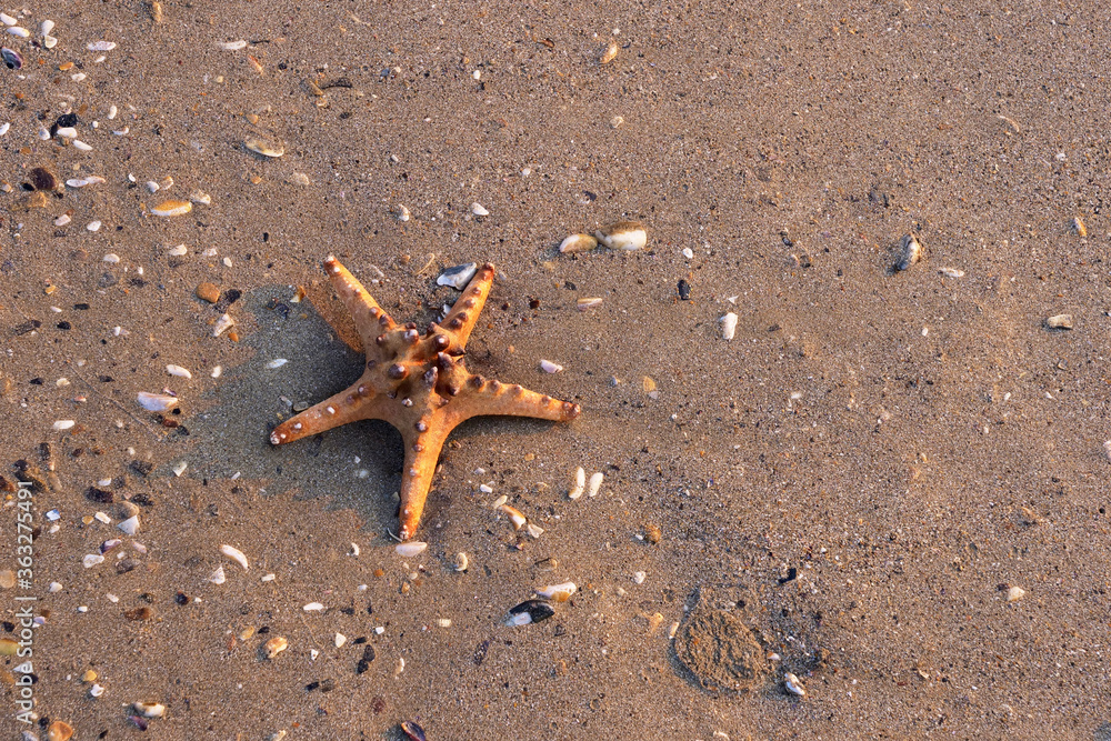 Sea Star in the sand on the beach Sea Star in the sand on the beach