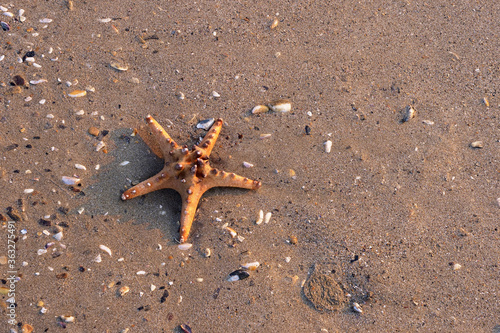 Sea Star in the sand on the beach © Adrian 
