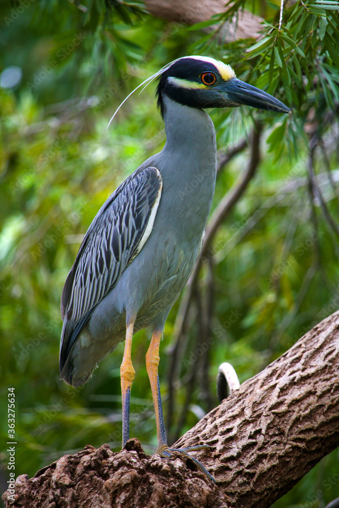 Obraz premium Adult Yellow-crowned Night-Heron can be found in Florida in coastal areas or in lakes and marshes, they feed on aquatic invertebrates and i have even seen them feed on ducklings.