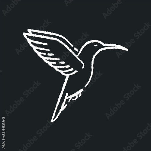 Hummingbird chalk white icon on black background. Small exotic bird, Ecuador inhabitant. South and North America fauna. Zoology, ornithology. Tiny colibri isolated vector chalkboard illustration