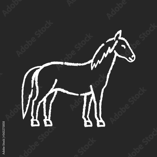 Horse chalk white icon on black background. Wild stallion, common steed, mare. Equestrian sport, horse breeding. Purebred racehorse, untamed mustang isolated vector chalkboard illustration