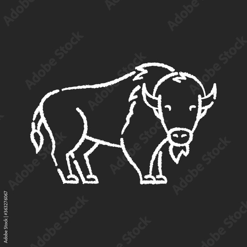 Bison chalk white icon on black background. North American fauna, herbivore animal, endangered species. Cattle farm, domestic livestock. Large buffalo isolated vector chalkboard illustration