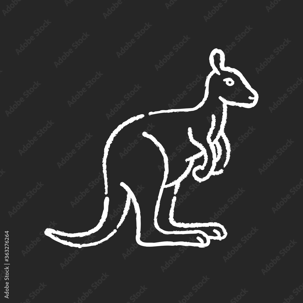 Obraz premium Kangaroo chalk white icon on black background. Exotic wallaby, wild wallaroo. Tropical zoo inhabitant. Australian fauna, zoology. Jumping marsupial animal isolated vector chalkboard illustration