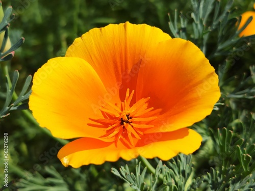 red poppy flower