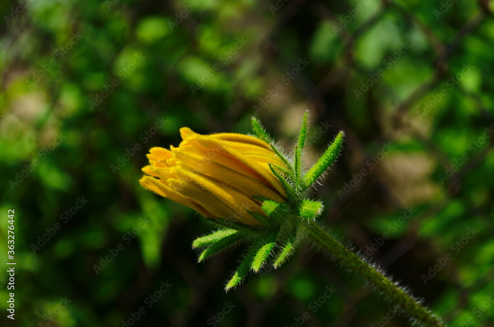 Yellow flowers of cone flower (rudbeckia) in a garden. The flowers come into bloom in summer. The language of the flower is justice. Yellow flowers of cone flower (rudbeckia) in a garden. The flowers come into bloom in summer. The language of the flower is justice.