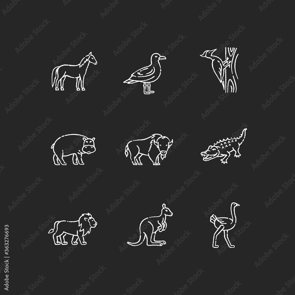 Flying and land animals chalk white icons set on black background. Common birds and exotic wildlife. Diverse herbivore mammals and carnivore predators. Isolated vector chalkboard illustrations Flying and land animals chalk white icons set on black background. Common birds and exotic wildlife. Diverse herbivore mammals and carnivore predators. Isolated vector chalkboard illustrations
