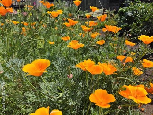 field of yellow flowers