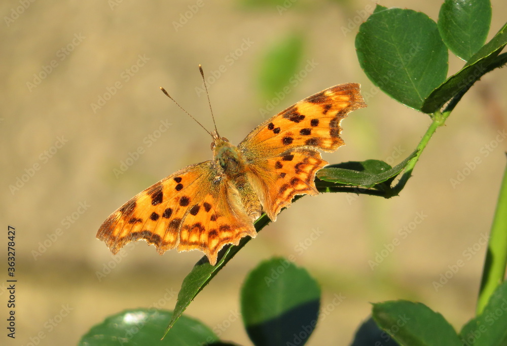 Obraz premium The Comma butterfly