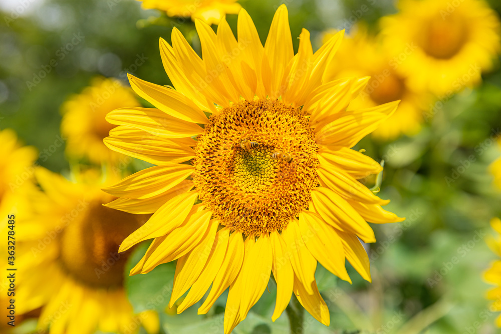 Les abeilles butinent les fleurs de tournesols . Les abeilles butinent les fleurs de tournesols .