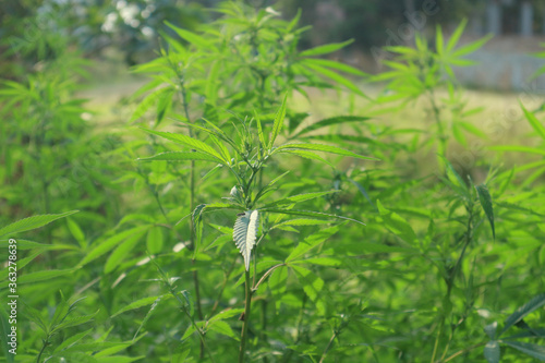 Thickets of wild cannabis in India. Sativa.