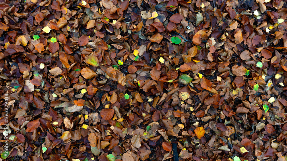 Autumn yellow foliage lying on the ground. Autumn yellow foliage lying on the ground.