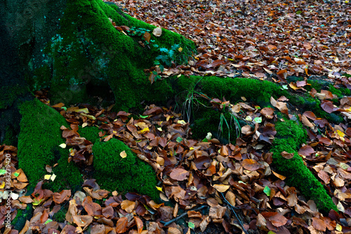 Tree roots covered with green moss surrounded by yellow foliage of trees.