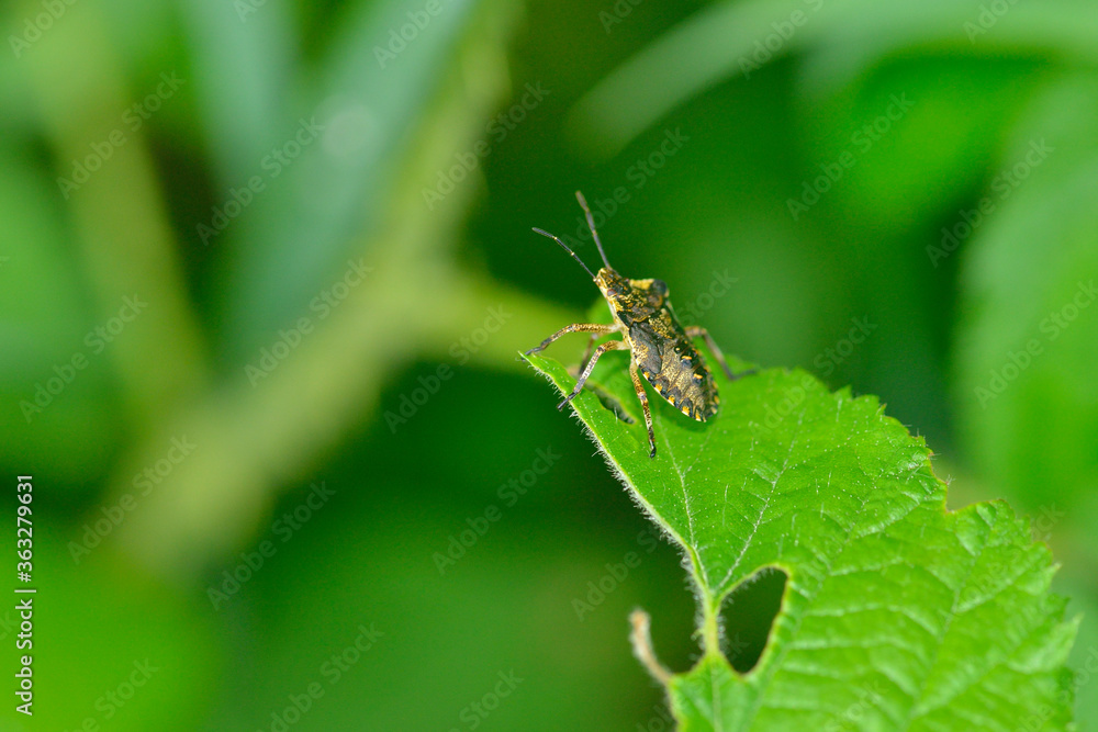 Nymphe der Rotbeinigen Baumwanze (Pentatoma rufipes) Nymphe der Rotbeinigen Baumwanze (Pentatoma rufipes)