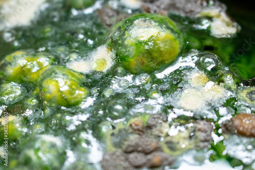Green mold background. Mold on water background, fungus, bacteria , Mold growth on surface. polluted water. bubble the fungus. © Nanthicha Khamphumee
