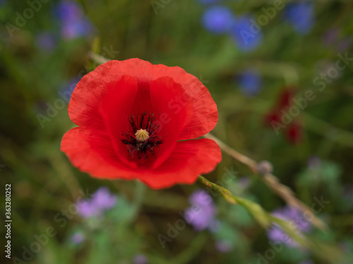Closeup view of a red poppy, Papaver pseudoorientale