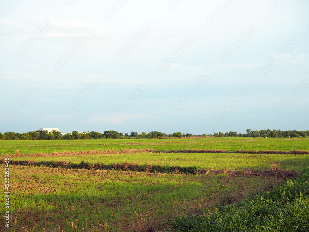 Paddy fields on the background are empty sky growing. In which the nearby area There is an industrial factory located but does not affect farming.