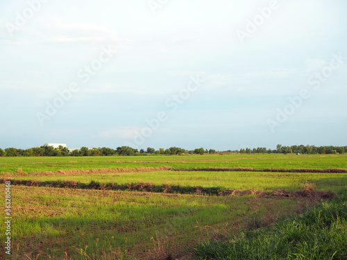 Paddy fields on the background are empty sky growing. In which the nearby area There is an industrial factory located but does not affect farming.