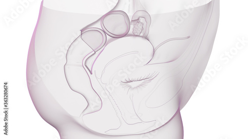 female Reproduction, Uterus, Ovary, Colon, Bladder, Human Anatomy, Xray View, Medical Illustration, Crossection, 3D Art. photo