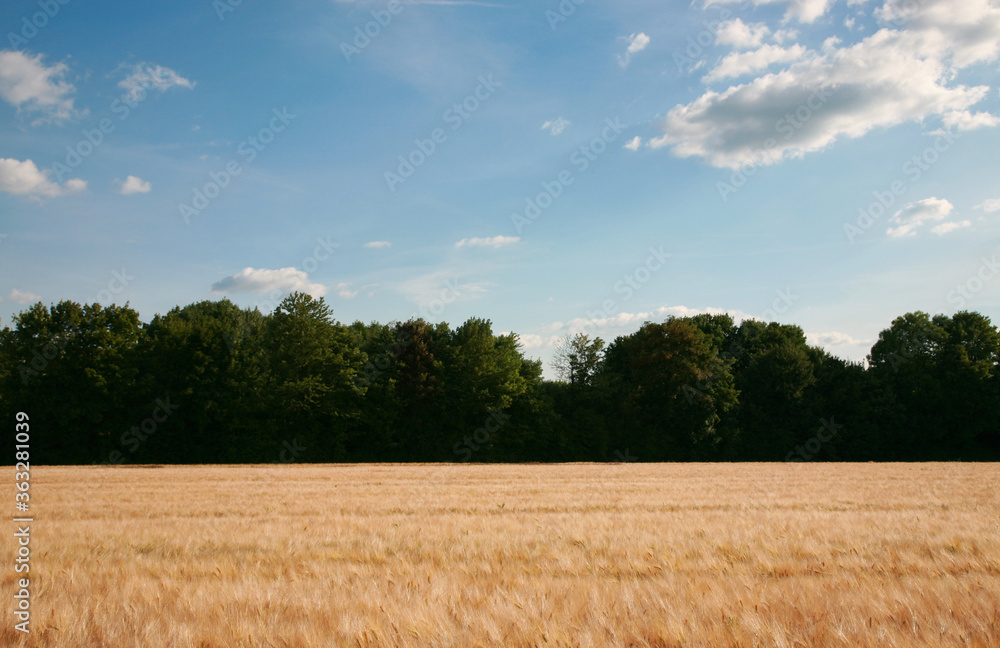 Wheat field in summer. Blue sky with withe cloud and the green trees on background.