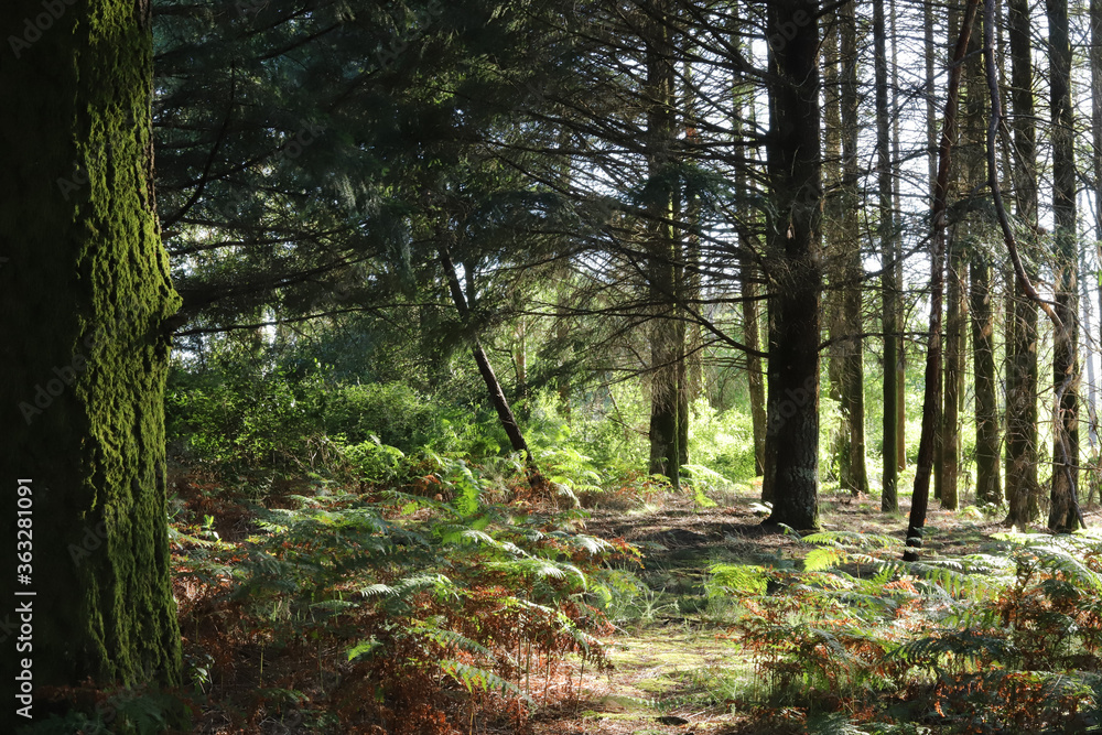 Obraz premium Maravilhosa paisagem de floresta na Europa com pinheiros e samambaias e fleches de luz e sombra. Floresta Portuguesa no interior de Viseu no verão.