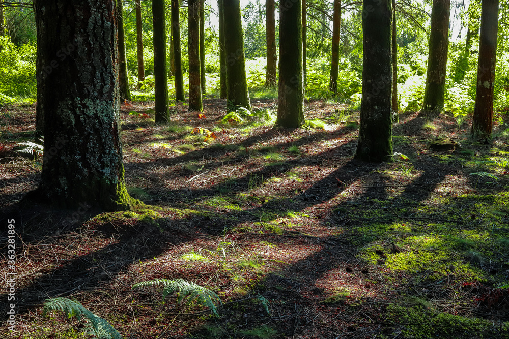 Maravilhosa paisagem de floresta na Europa com pinheiros e samambaias e fleches de luz e sombra. Floresta Portuguesa no interior de Viseu no verão. Maravilhosa paisagem de floresta na Europa com pinheiros e samambaias e fleches de luz e sombra. Floresta Portuguesa no interior de Viseu no verão.