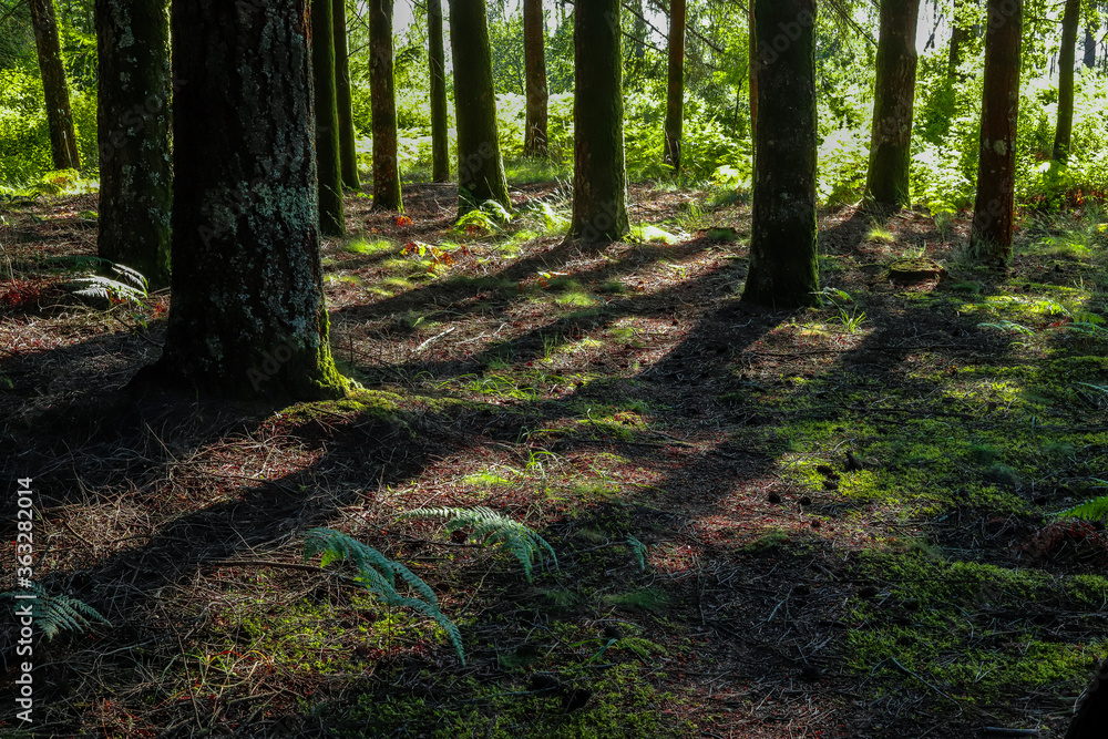 Fototapeta premium Maravilhosa paisagem de floresta na Europa com pinheiros e samambaias e fleches de luz e sombra. Floresta Portuguesa no interior de Viseu no verão.