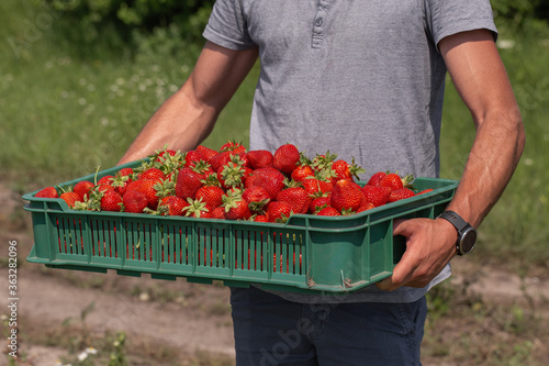 Obraz na płótnie Background from freshly harvested strawberries in plastic box on hands of farmer. Wooden clean box with bright, red juicy strawberries. Fresh ripe juice strawberries in box over nature background. w salonie