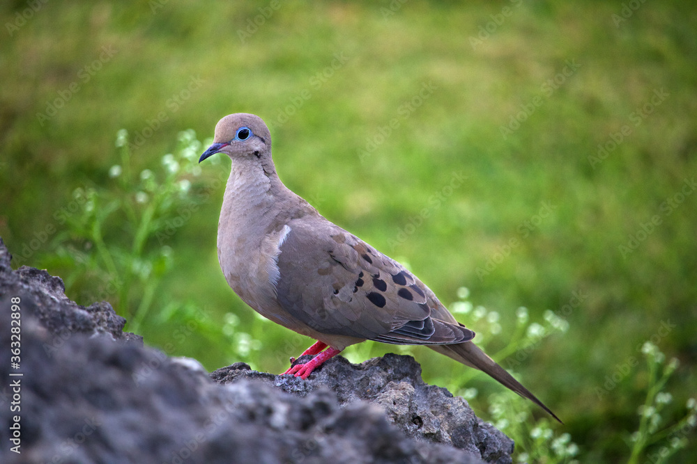 The Mourning Dove’s (Zenaida macroura) call is a distinctive, plaintive cooOOoo-woo-woo-woooo, uttered by males to attract females, and may be mistaken for the call of an owl at first. The Mourning Dove’s (Zenaida macroura) call is a distinctive, plaintive cooOOoo-woo-woo-woooo, uttered by males to attract females, and may be mistaken for the call of an owl at first.