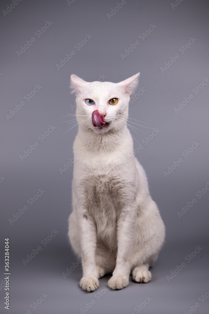 Portrait of the Siamese cat are sitting on grey background.