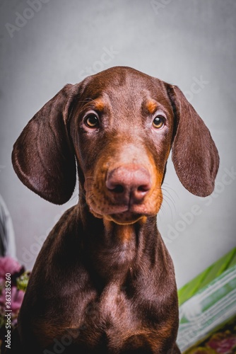 cute brown doberman puppies photoshoot © Artem Orlyanskiy
