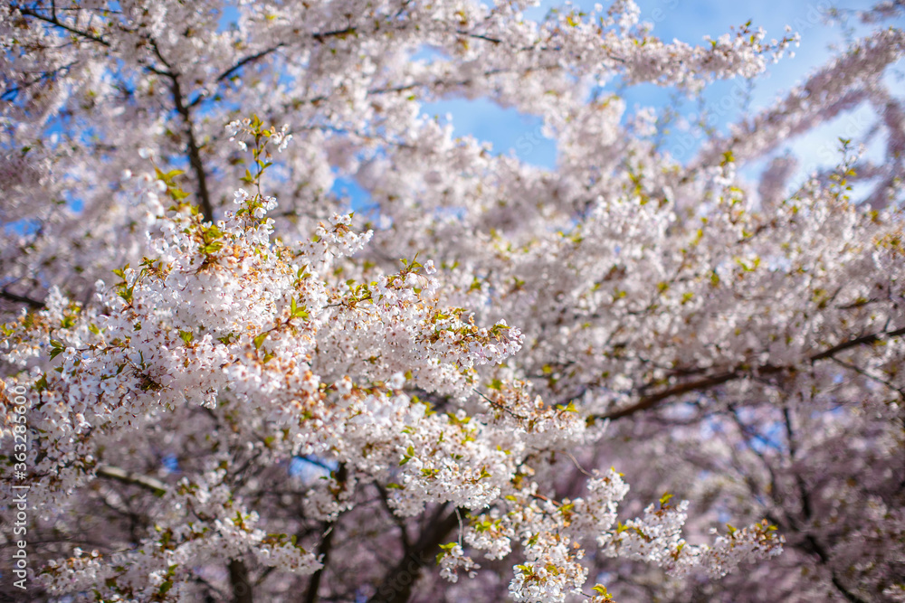 Branches of blossoming cherry against background of blue sky and fluttering butterflies in spring on nature outdoors. Pink sakura flowers, dreamy romantic artistic image of spring nature, copy space. Branches of blossoming cherry against background of blue sky and fluttering butterflies in spring on nature outdoors. Pink sakura flowers, dreamy romantic artistic image of spring nature, copy space.